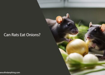 Can Rats Eat Onions