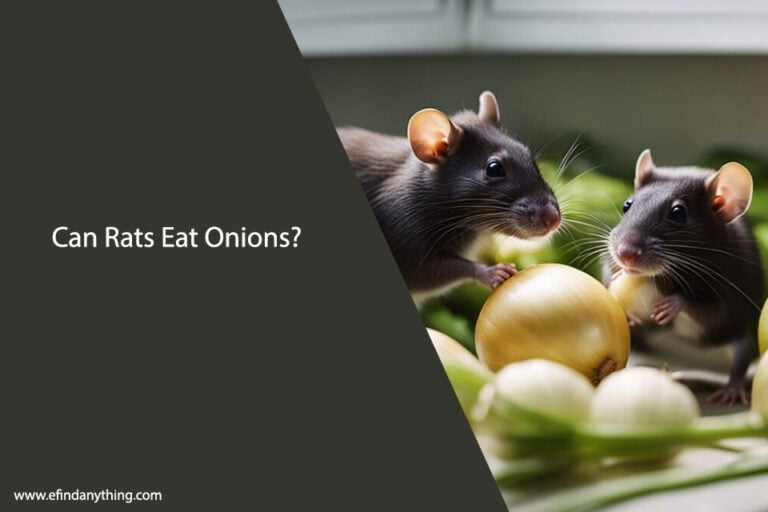 Can Rats Eat Onions