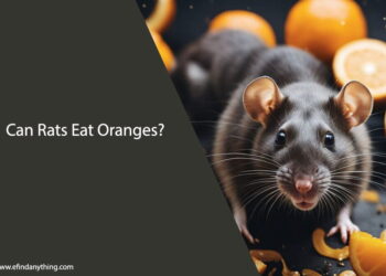 Can Rats Eat Oranges