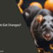 Can Rats Eat Oranges