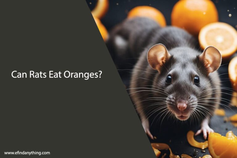 Can Rats Eat Oranges