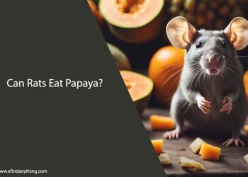 Can Rats Eat Papaya