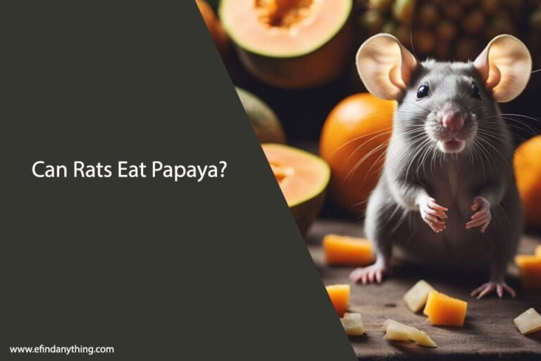 Can Rats Eat Papaya