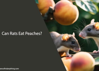 Can Rats Eat Peaches
