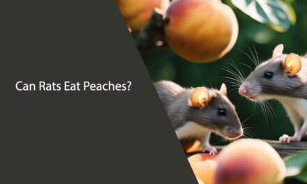 Can Rats Eat Peaches? A Comprehensive Guide