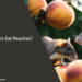 Can Rats Eat Peaches