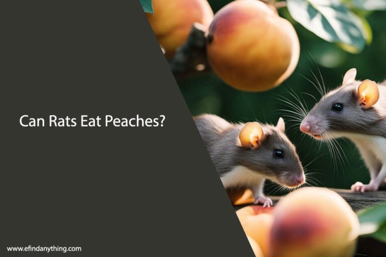 Can Rats Eat Peaches