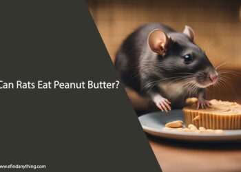 Can Rats Eat Peanut Butter