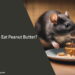 Can Rats Eat Peanut Butter