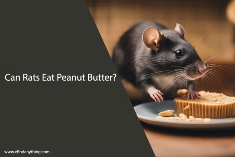 Can Rats Eat Peanut Butter
