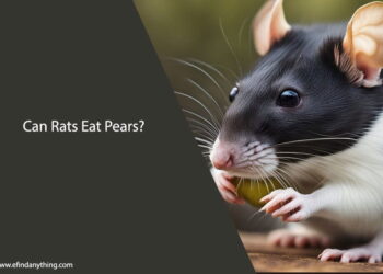 Can Rats Eat Pears