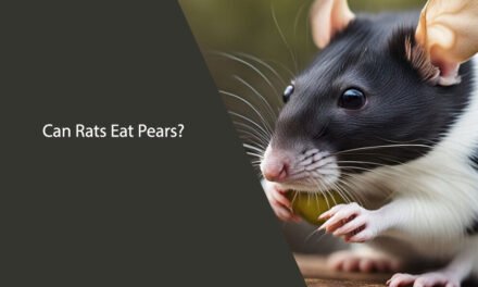 Can Rats Eat Pears? A Comprehensive Guide