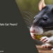 Can Rats Eat Pears