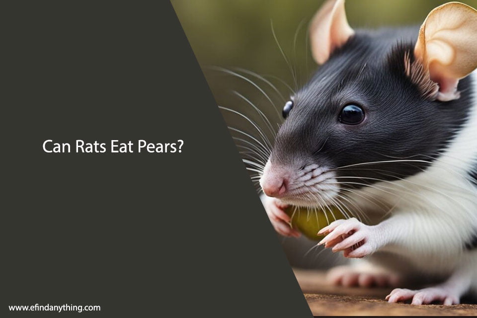 Can Rats Eat Pears