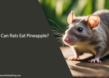 Can Rats Eat Pineapple