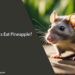 Can Rats Eat Pineapple