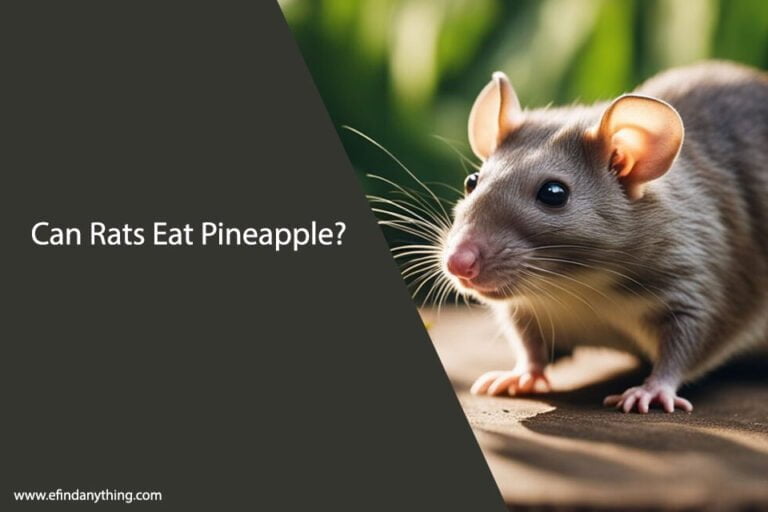 Can Rats Eat Pineapple