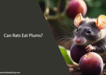 Can Rats Eat Plums