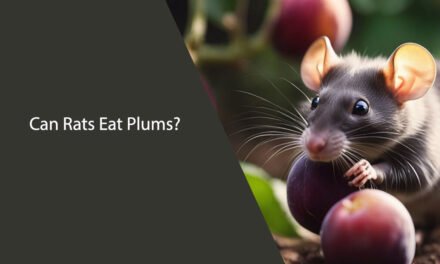 Can Rats Eat Plums? A Comprehensive Guide