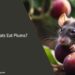 Can Rats Eat Plums