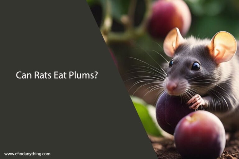 Can Rats Eat Plums