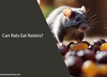 Can Rats Eat Raisins