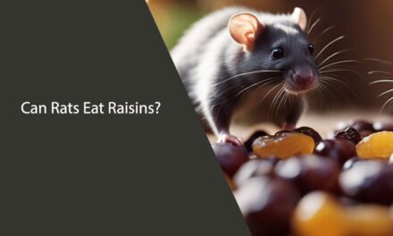 Can Rats Eat Raisins? A Comprehensive Guide