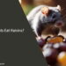 Can Rats Eat Raisins