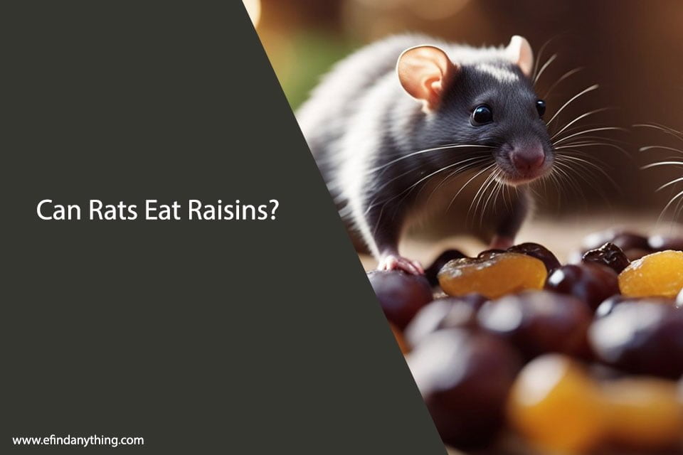 Can Rats Eat Raisins