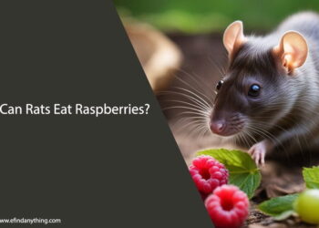 Can Rats Eat Raspberries