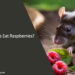 Can Rats Eat Raspberries