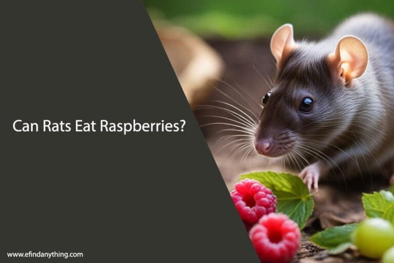 Can Rats Eat Raspberries