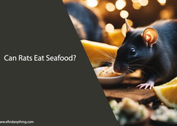 Can Rats Eat Seafood