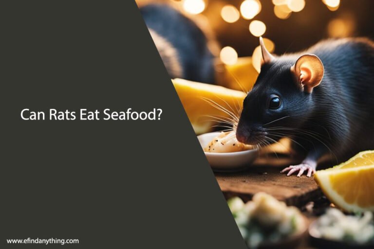 Can Rats Eat Seafood