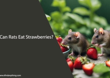 Can Rats Eat Strawberries