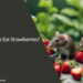 Can Rats Eat Strawberries