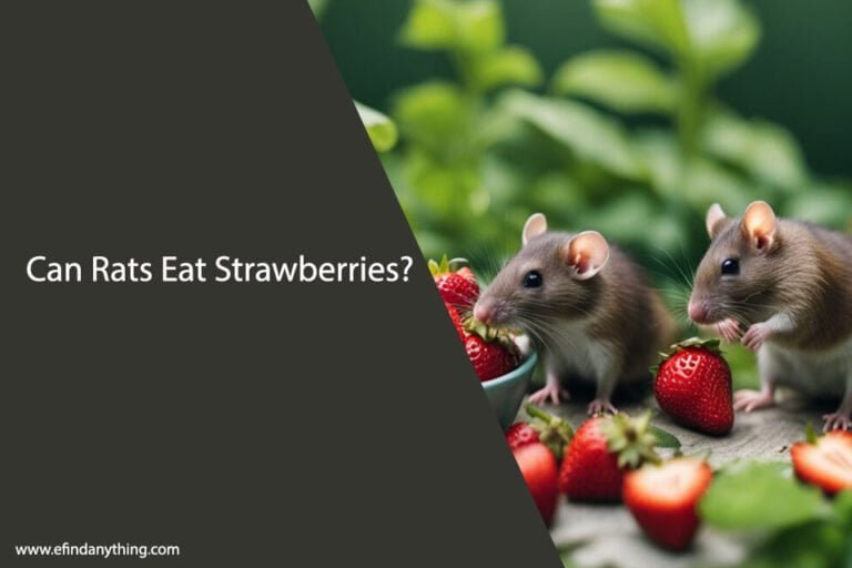 Can Rats Eat Strawberries