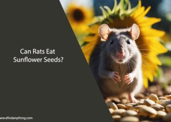 Can Rats Eat Sunflower Seeds