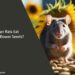 Can Rats Eat Sunflower Seeds