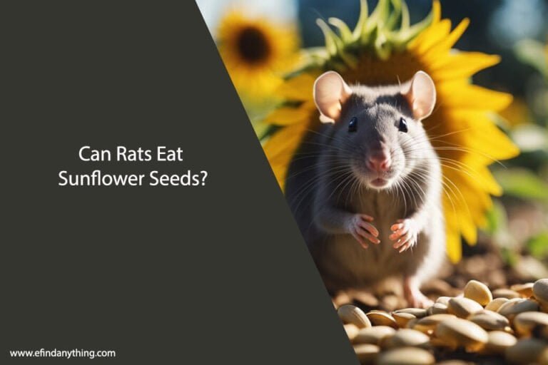 Can Rats Eat Sunflower Seeds