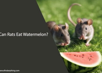 Can Rats Eat Watermelon Skin