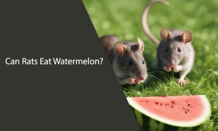 Can Rats Eat Watermelon?