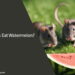Can Rats Eat Watermelon Skin