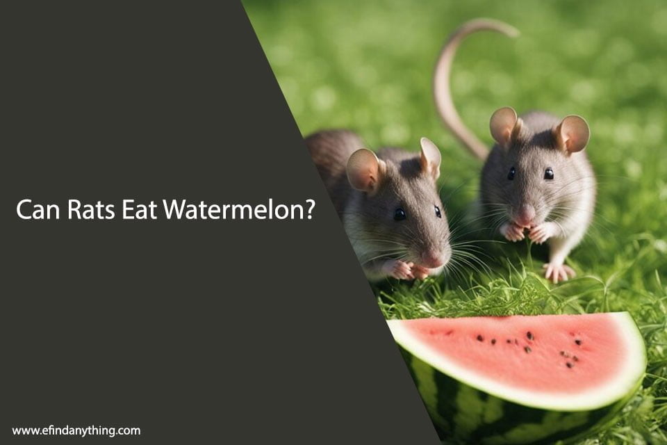 Can Rats Eat Watermelon Skin