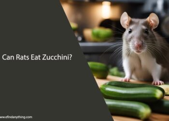 Can Rats Eat Zucchini