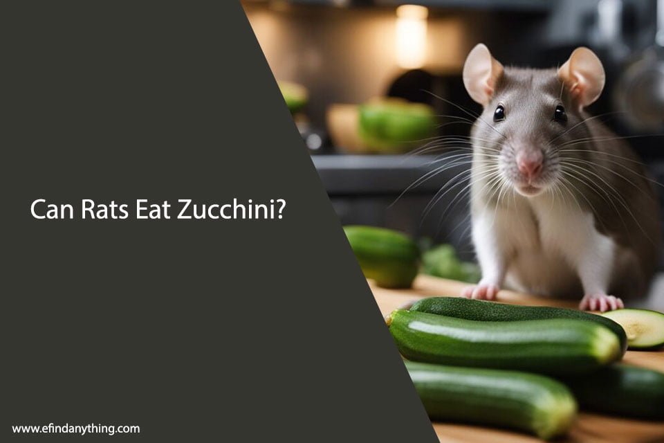 Can Rats Eat Zucchini? A Comprehensive Guide