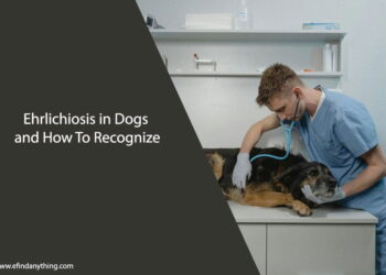 Ehrlichiosis in Dogs and How To Recognize