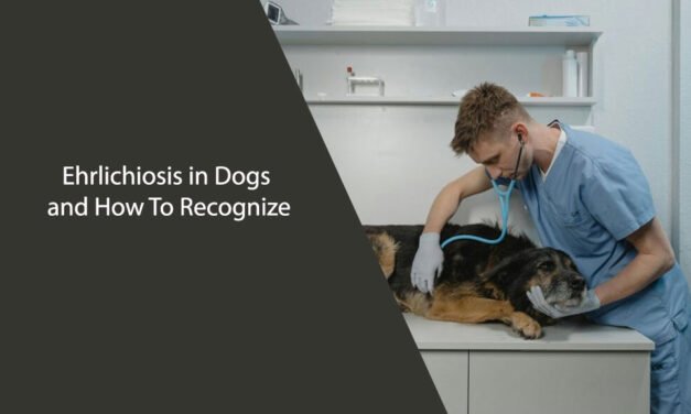 Ehrlichiosis in Dogs and How To Recognize