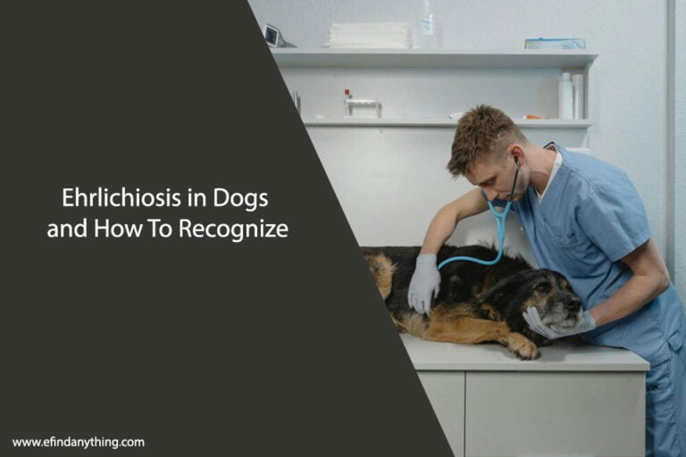 Ehrlichiosis in Dogs and How To Recognize
