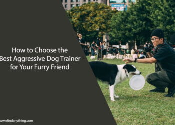 How to Choose the Best Aggressive Dog Trainer for Your Furry Friend